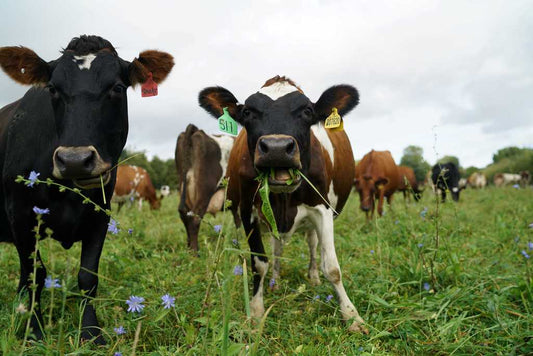 18th April 2023 - Defining Grass Fed