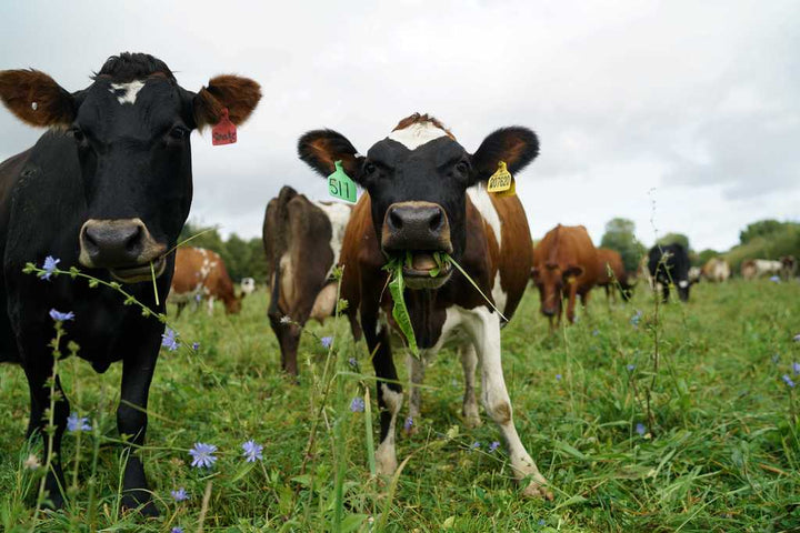 Organic Dairy – The Green Butcher